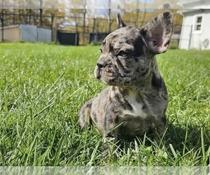 French Bulldog Puppy for sale in PHILADELPHIA, PA, USA