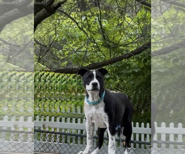 Medium Photo #4 Mutt Puppy For Sale in Elmsford, NY, USA
