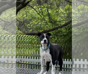 Yin - Female Mutt Dog for Adoption - Photo #4