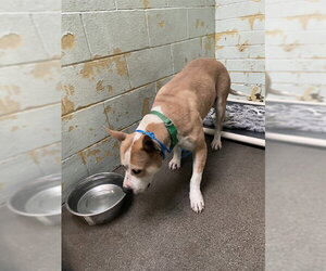 Mutt Dogs for adoption in Stockton, CA, USA