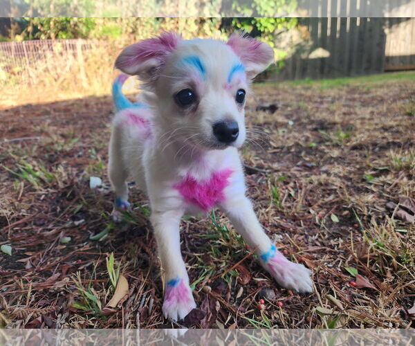 Medium Photo #3 Chihuahua-Unknown Mix Puppy For Sale in San Francisco, CA, USA