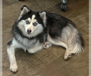 Snowy TX - Female Pomsky Dog for Adoption - Photo #2