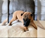Small Photo #10 Belgian Malinois Puppy For Sale in DECATUR, AL, USA