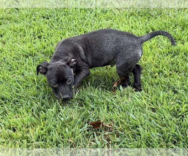 Medium Photo #4 Beagle-Chihuahua Mix Puppy For Sale in pomfret, CT, USA