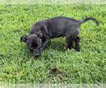 Small #3 Beagle-Chihuahua Mix