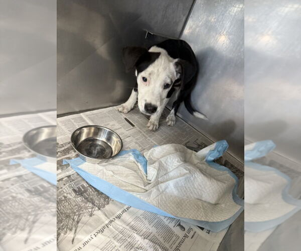 Medium Photo #1 American Pit Bull Terrier-Unknown Mix Puppy For Sale in San Bernardino, CA, USA