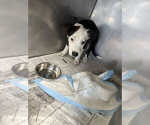 American Pit Bull Terrier-Unknown Mix Dogs for adoption in San Bernardino, CA, USA