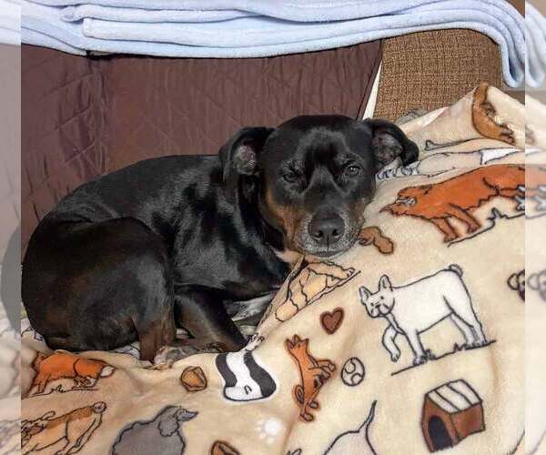 Medium Photo #12 Labrador Retriever-Unknown Mix Puppy For Sale in Kennesaw, GA, USA