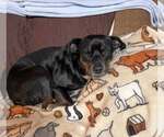 Small #11 Labrador Retriever Mix