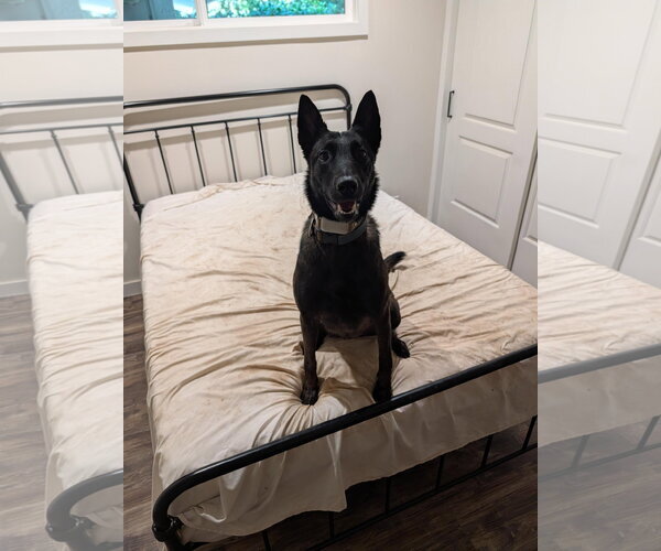 Medium Photo #1 Mutt Puppy For Sale in San Diego, CA, USA