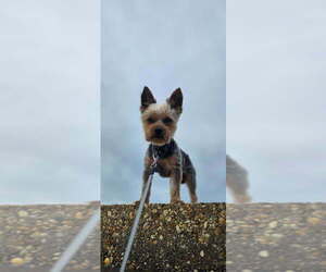 Father of the Yorkshire Terrier puppies born on 09/20/2025