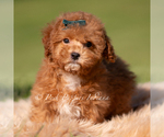 Small Photo #47 Maltipoo (Miniature) Puppy For Sale in WARSAW, IN, USA