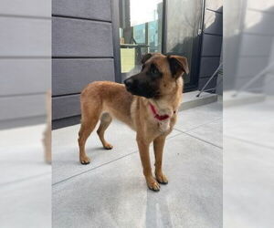 Roxie - Female German Shepherd Dog-Unknown Mix Dog for Adoption - Photo #4