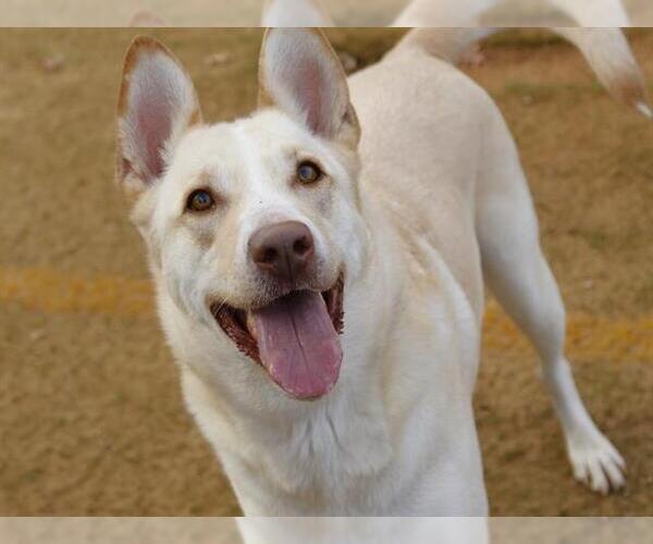 Medium Photo #2 German Shepherd Dog Puppy For Sale in Tallahassee, FL, USA