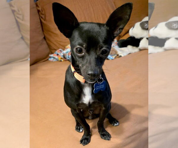 Medium Photo #2 Chihuahua-Unknown Mix Puppy For Sale in Corona, CA, USA