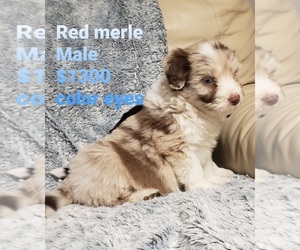 Aussiedoodle Miniature Puppy for sale in WINSTON SALEM, NC, USA