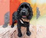 Small Photo #2 Cocker Spaniel Puppy For Sale in Arlington, VA, USA