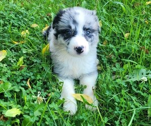 Australian Shepherd Puppy for sale in NOVI, MI, USA