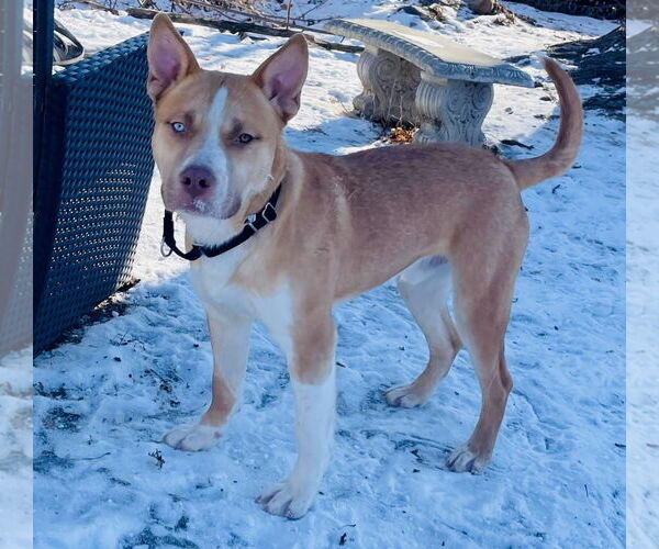 Medium Photo #4 Siberian Husky-Unknown Mix Puppy For Sale in Princeton, MN, USA