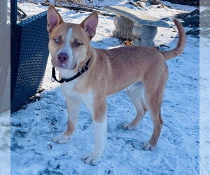 Dug - Male Siberian Husky-Unknown Mix Dog for Adoption - Photo #4