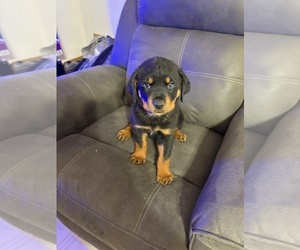 Rottweiler Puppy for sale in BEAUMONT, TX, USA