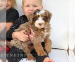 Small #3 Bernedoodle (Miniature)