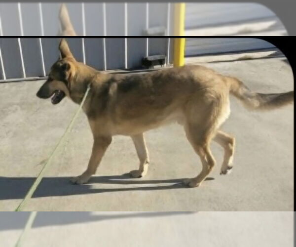 Medium Photo #8 German Shepherd Dog Puppy For Sale in Winston Salem, NC, USA