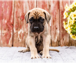 Small Photo #30 Mastiff Puppy For Sale in WAKARUSA, IN, USA