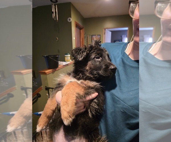 Medium Photo #12 German Shepherd Dog Puppy For Sale in LA FAYETTE, NY, USA