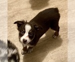 Small #4 Miniature Australian Shepherd