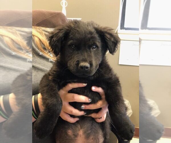 Medium Photo #1 Mutt Puppy For Sale in New York, NY, USA