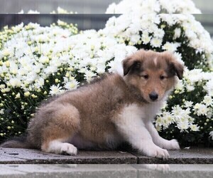 Collie Puppy for sale in FREDERICKSBG, OH, USA