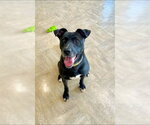 Small #1 Labrador Retriever Mix