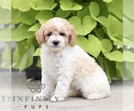 Small #2 Poodle (Miniature)
