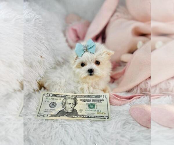 Medium Photo #15 Maltese Puppy For Sale in HOUSTON, TX, USA