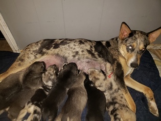 Mother of the Norwegian Elkhound-Siberian Husky Mix puppies born on 02/27/2018