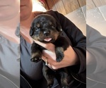 Small #4 Rottweiler