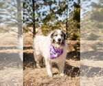 Small #3 Anatolian Shepherd-Great Pyrenees Mix