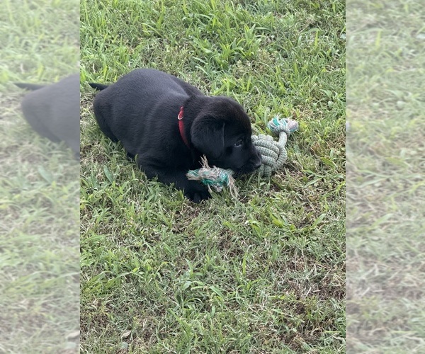 Medium Photo #2 Labrador Retriever Puppy For Sale in HONEA PATH, SC, USA