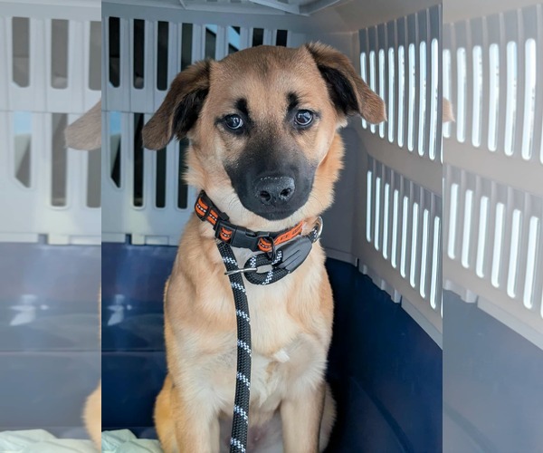 Medium Photo #2 Border Collie-Unknown Mix Puppy For Sale in Anchorage, AK, USA