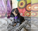 Small Photo #23 Dachshund Puppy For Sale in THORNTON, CO, USA