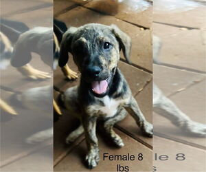 Mutt Dogs for adoption in Brooksville, FL, USA