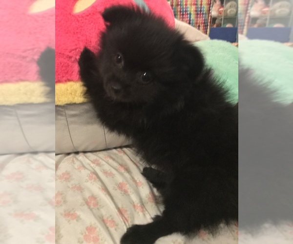 Medium Photo #3 Pomeranian Puppy For Sale in GOSHEN, NY, USA