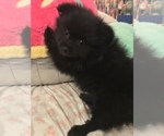Small Photo #3 Pomeranian Puppy For Sale in GOSHEN, NY, USA