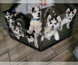 Siberian Husky Puppy for sale in WALLER, TX, USA