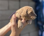 Small Photo #31 Goldendoodle Puppy For Sale in PHOENIX, AZ, USA