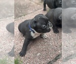 Puppy Puppy 7 French Bulldog