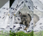 Small Photo #7 French Bulldog Puppy For Sale in CLINTON, MD, USA