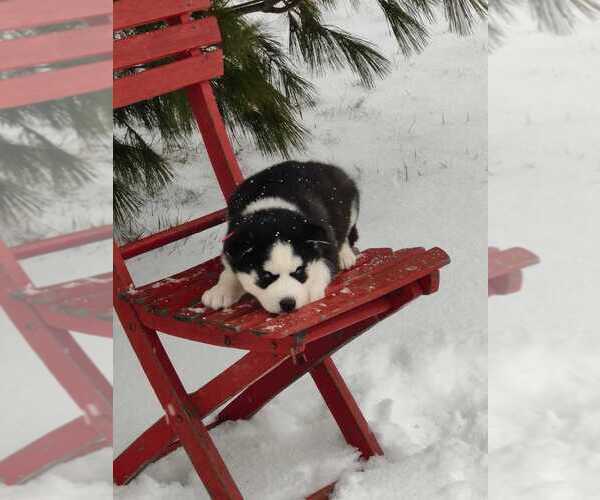 Medium Photo #10 Siberian Husky Puppy For Sale in AUBURN, NY, USA