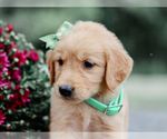 Small #1 Golden Retriever